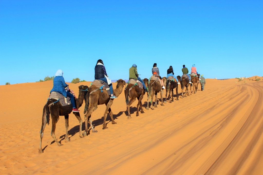 Camellos en el desierto